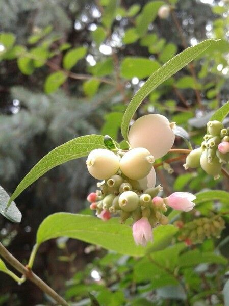 Symphoricarpos rotundifolius fruit