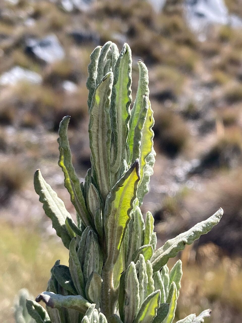 Diplostephium alveolatum leaf