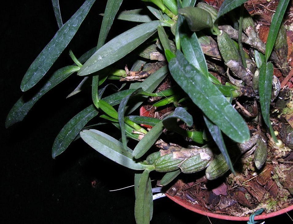 Maxillaria friedrichsthalii other