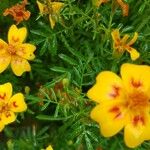 Tagetes tenuifolia