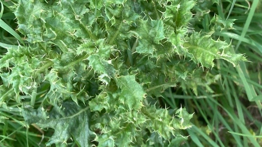 Carduus tenuiflorus — search result for 'Carduus'