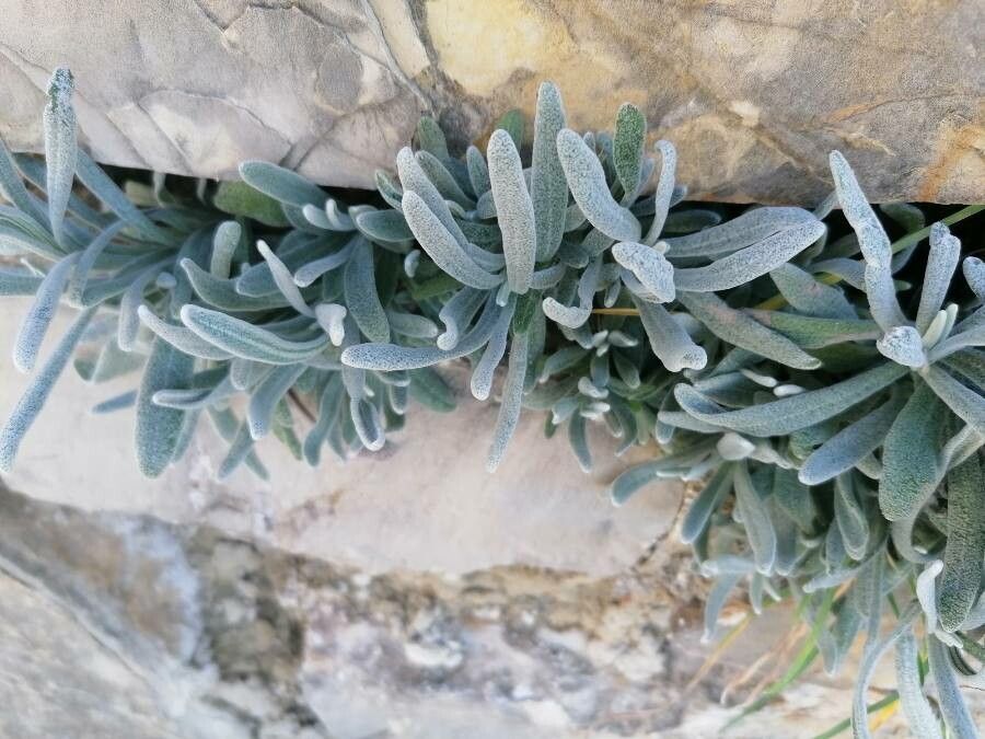 Lavandula lanata — search result for 'Lavandula'