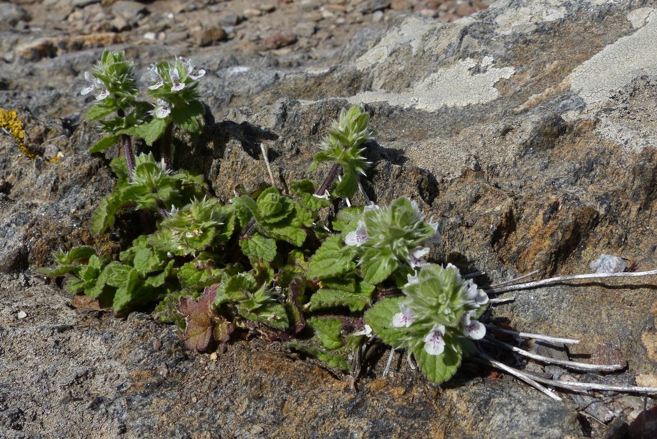 Stachys brachyclada habit