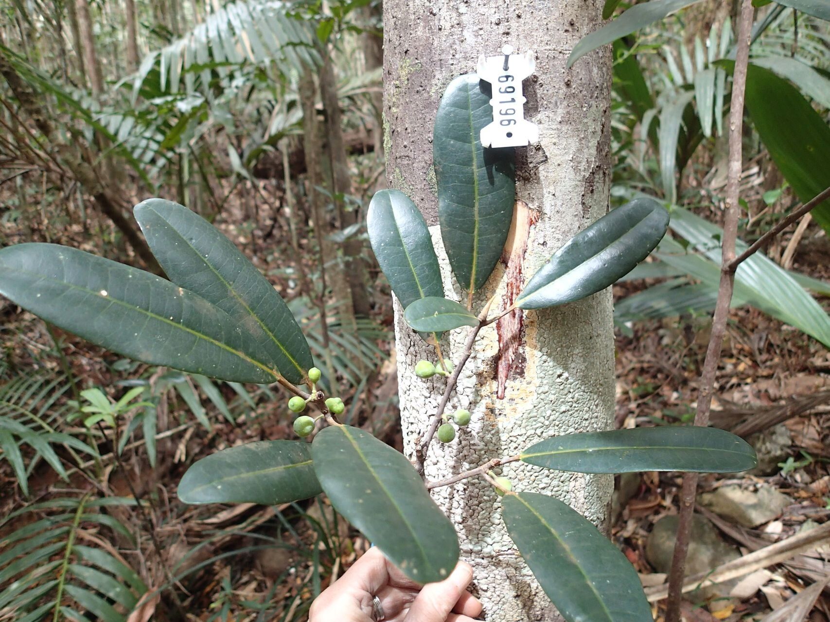 Ficus nitidifolia fruit
