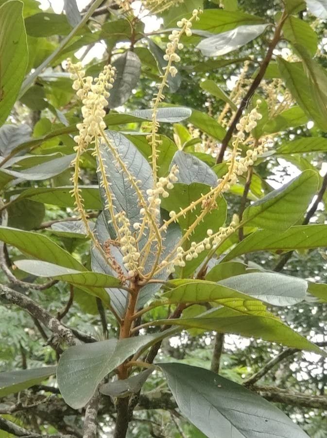 Clethra hondurensis flower