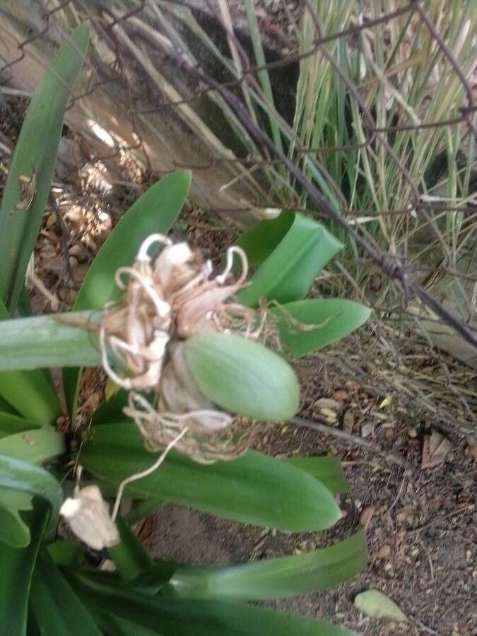 Hymenocallis fragrans fruit