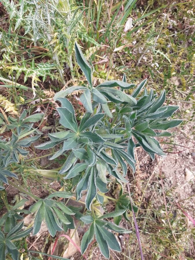 Lupinus luteus leaf