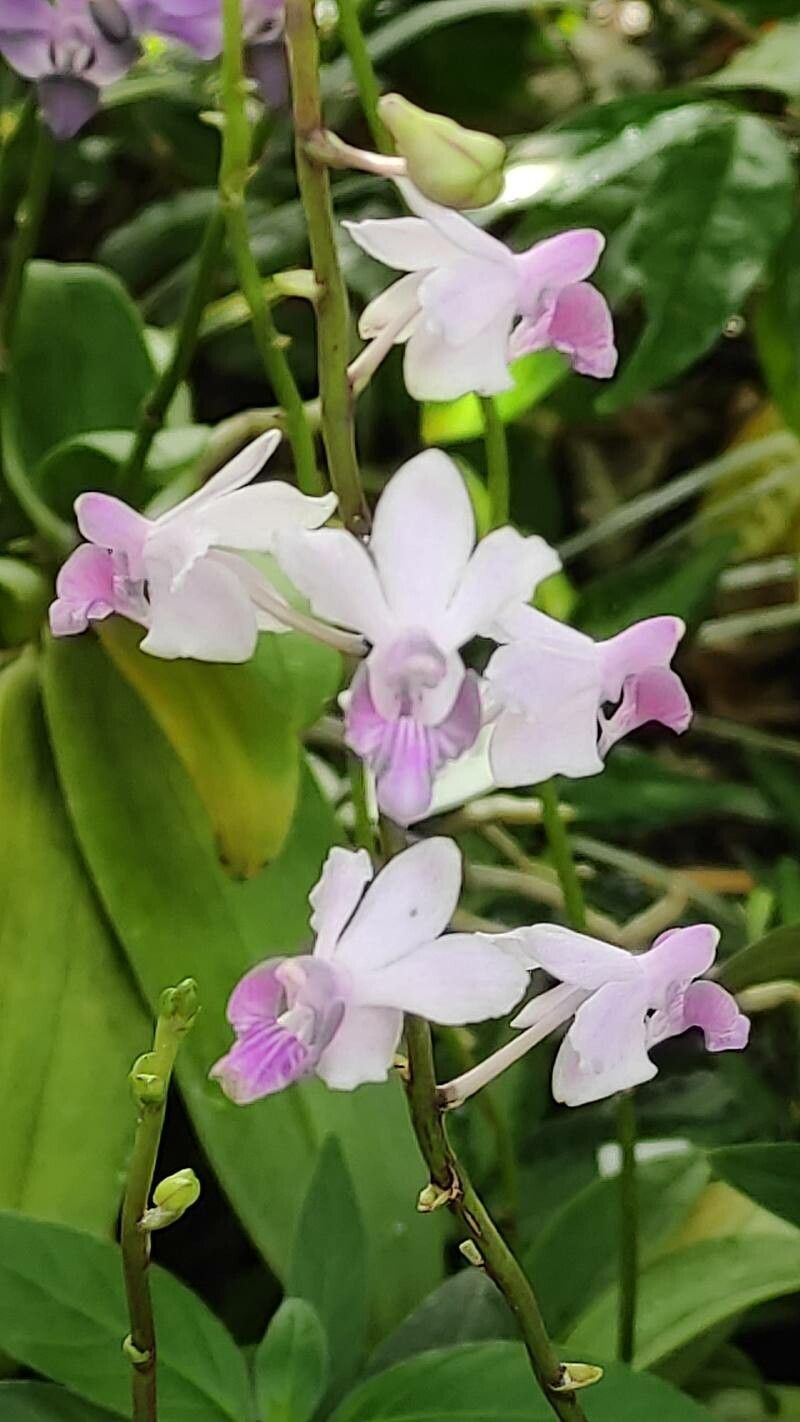 Phalaenopsis pulcherrima flower