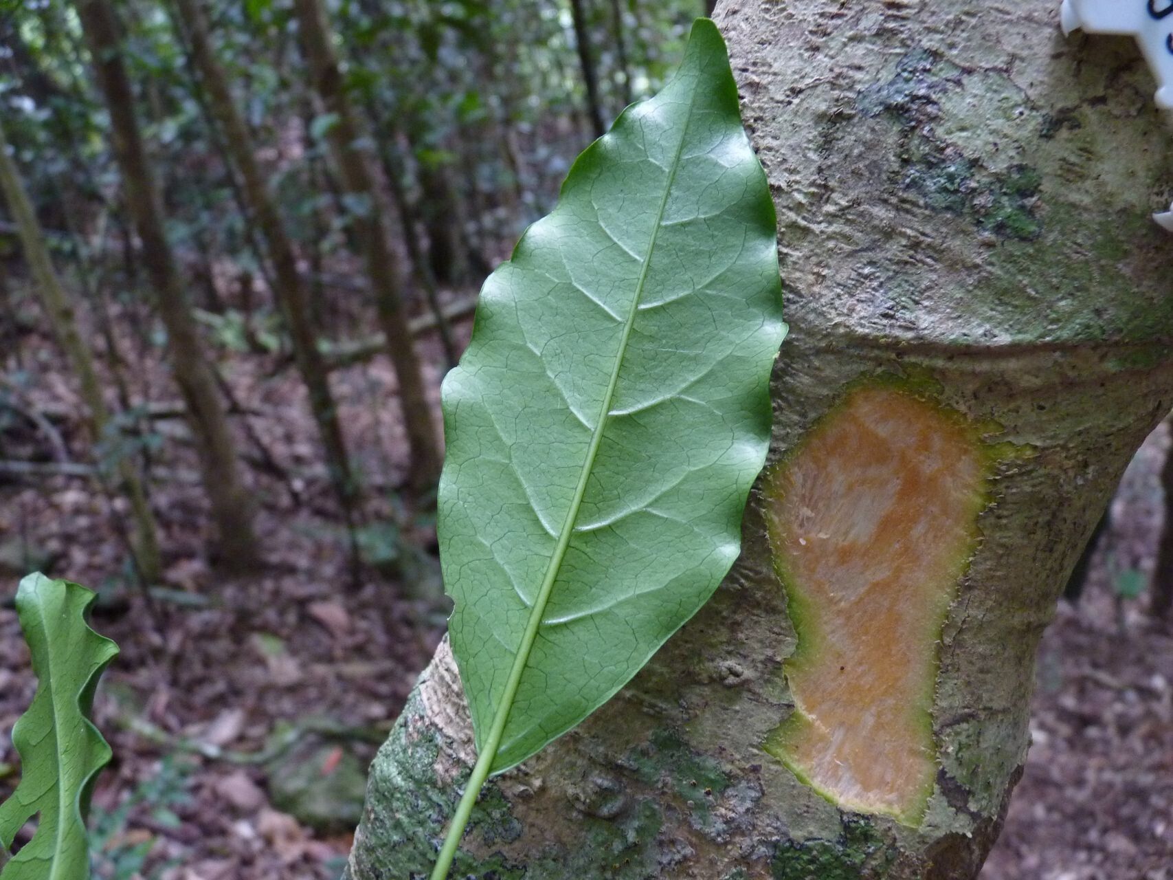 Claoxylon insulanum leaf