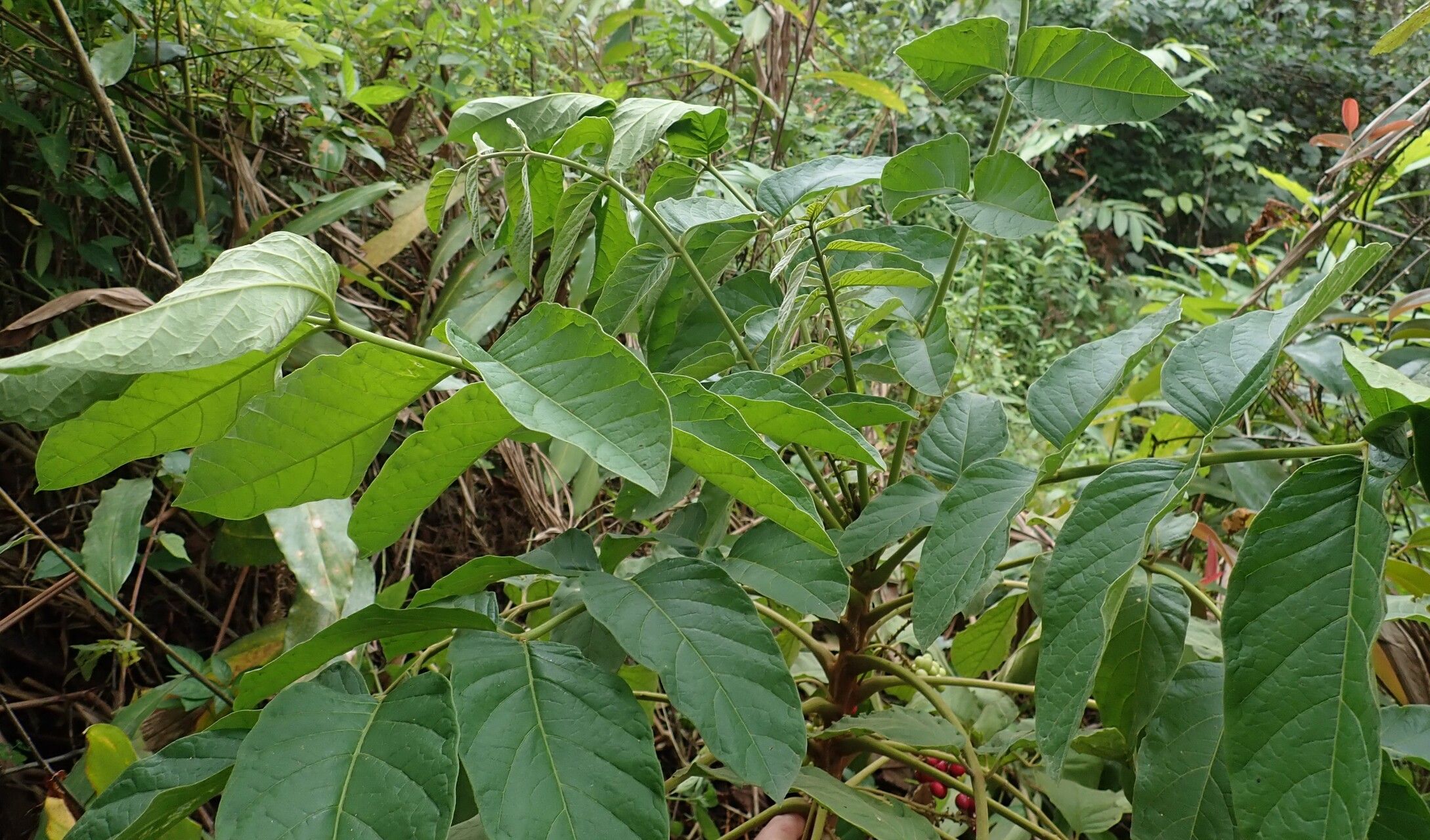 Brucea antidysenterica — related species from the same genus