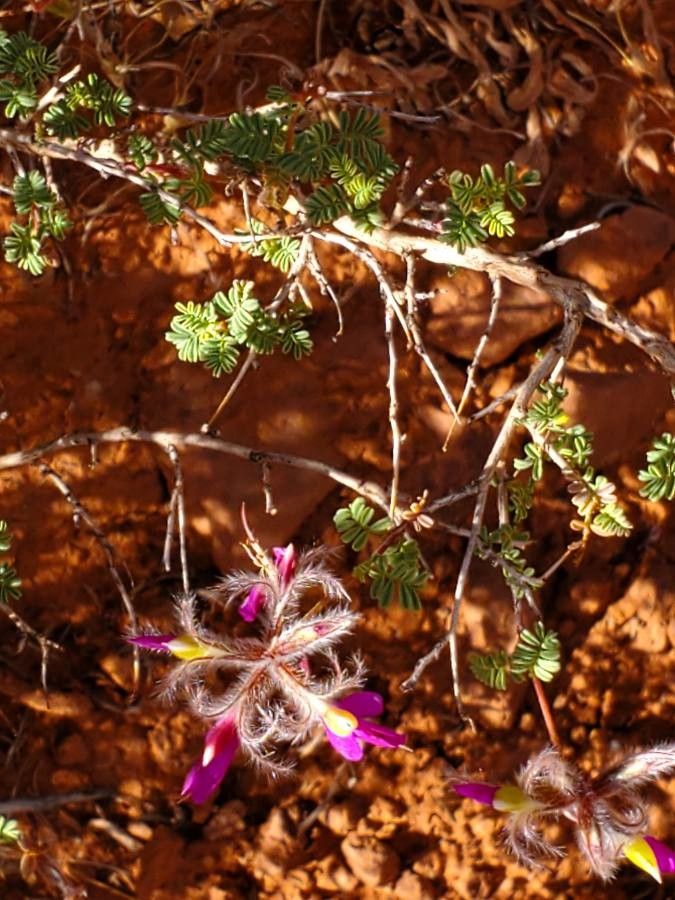 Dalea formosa flower