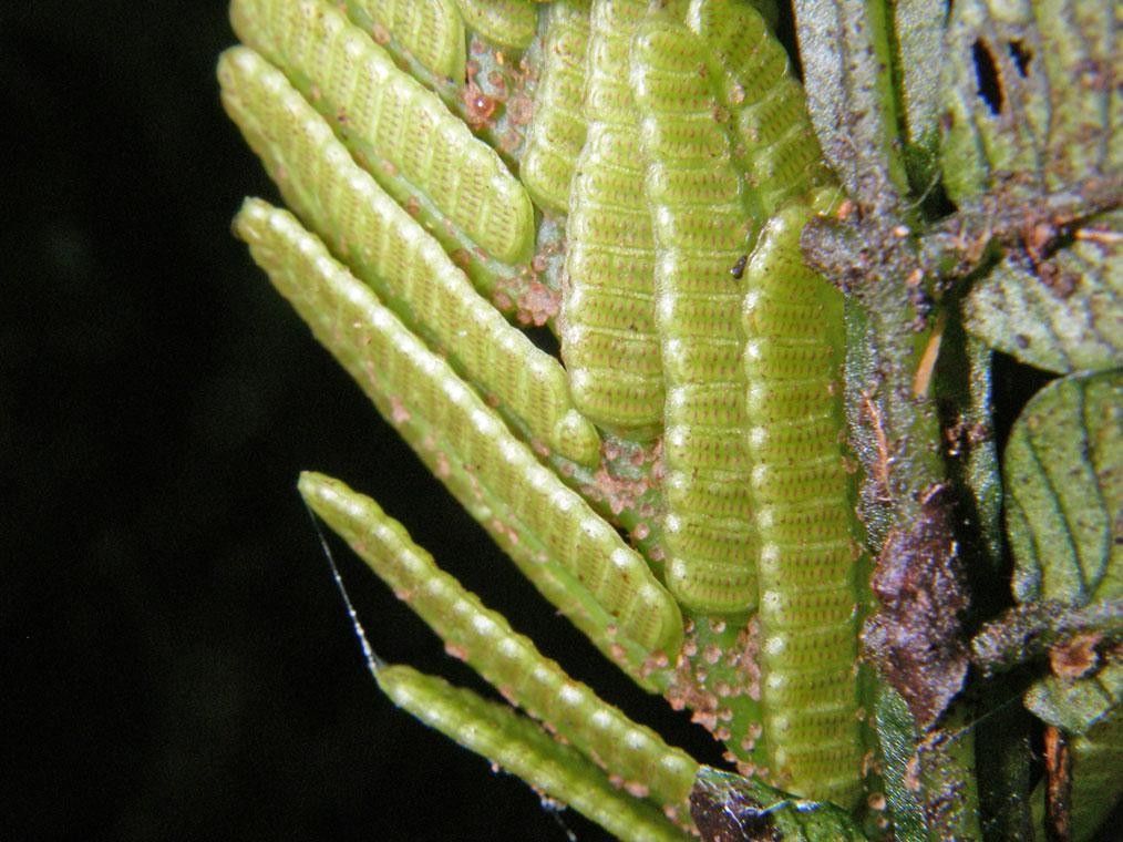 Danaea wendlandii leaf