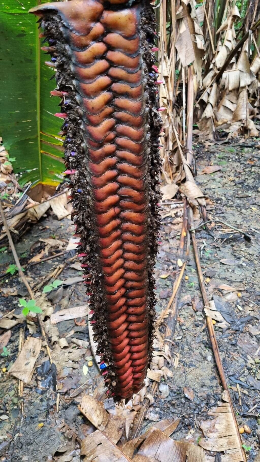 Heliconia mariae flower