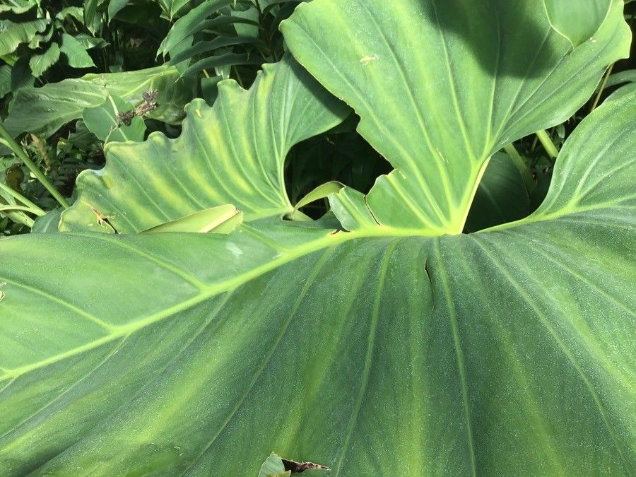 Philodendron giganteum — search result for 'Philodendron'