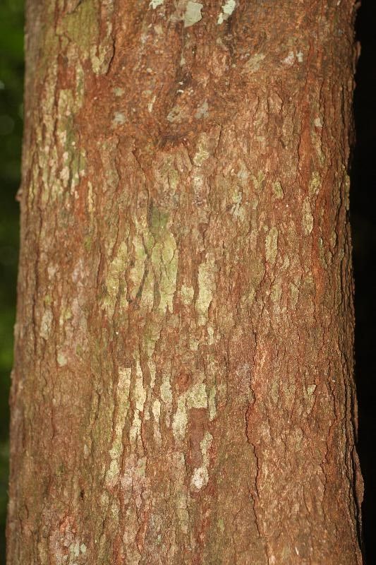 Protium tenuifolium bark