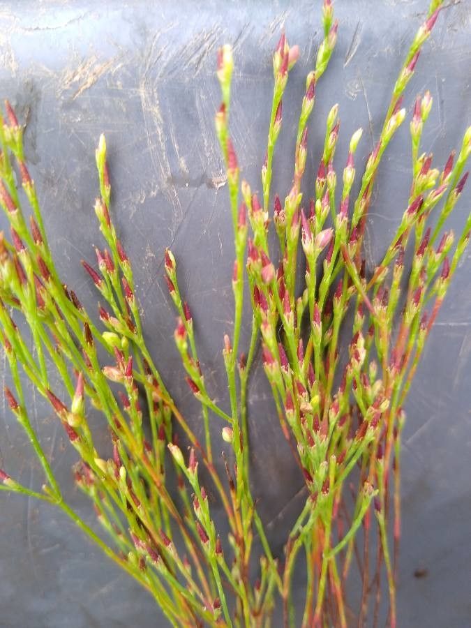 Hypericum gentianoides flower