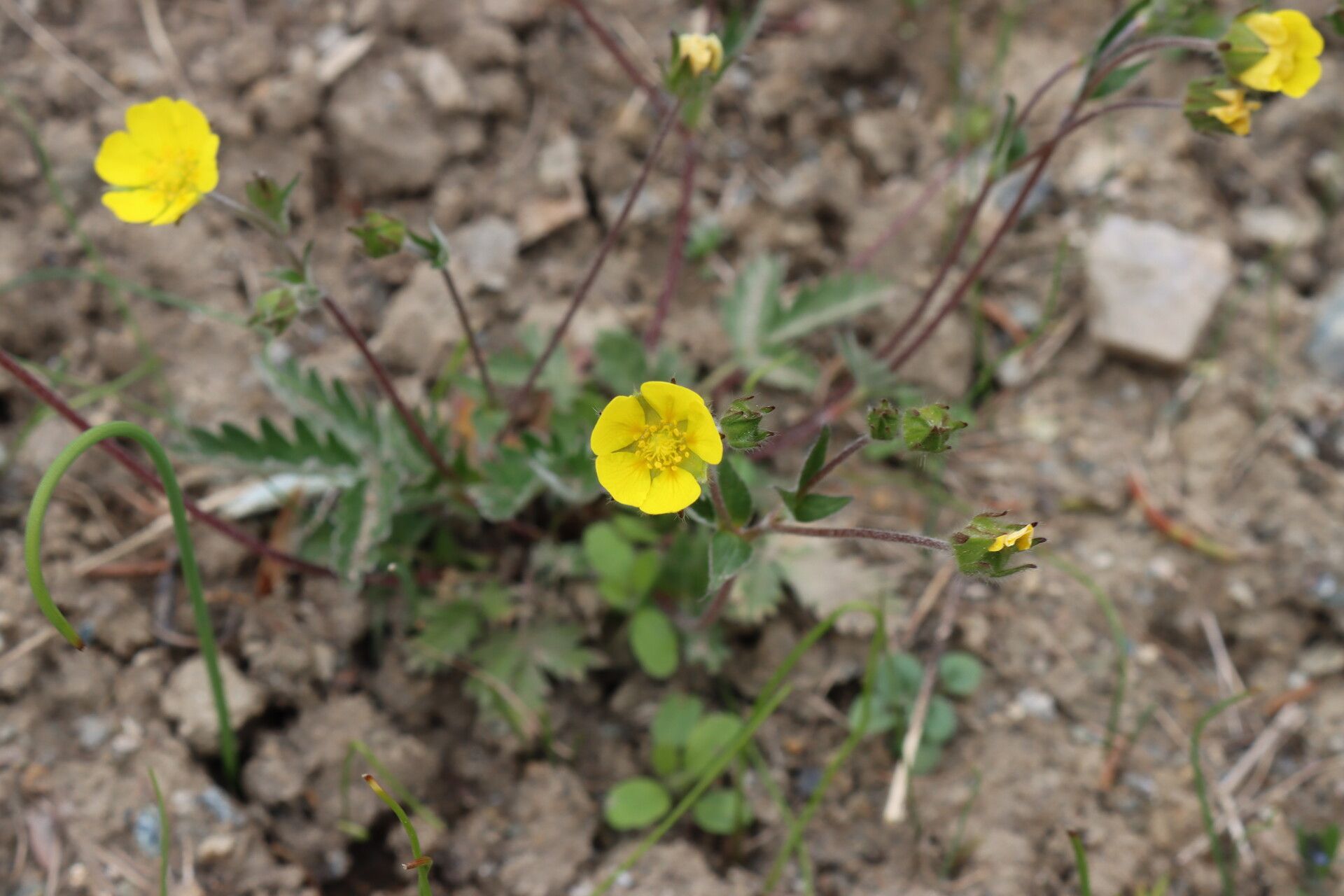 Potentilla nivea flower