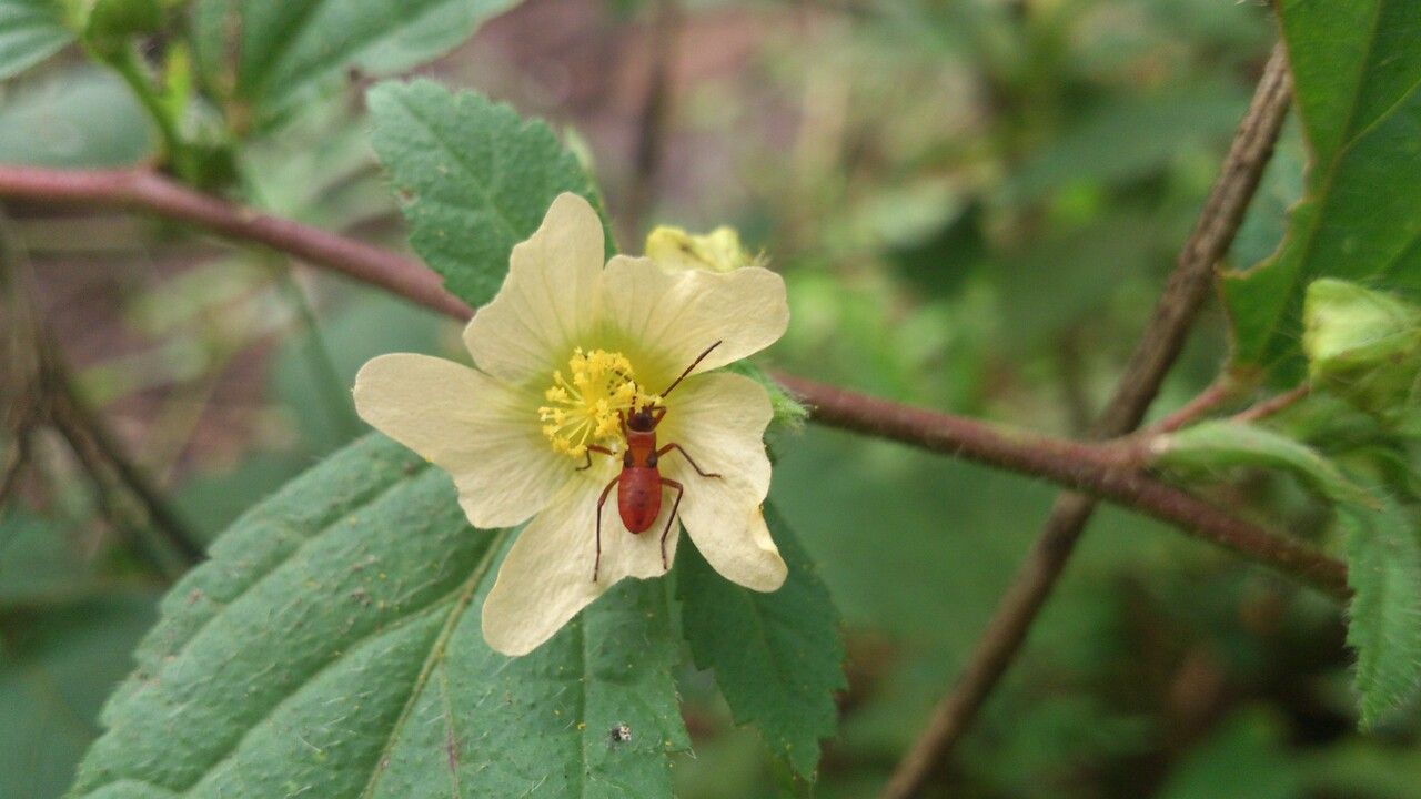 Sida ulmifolia flower