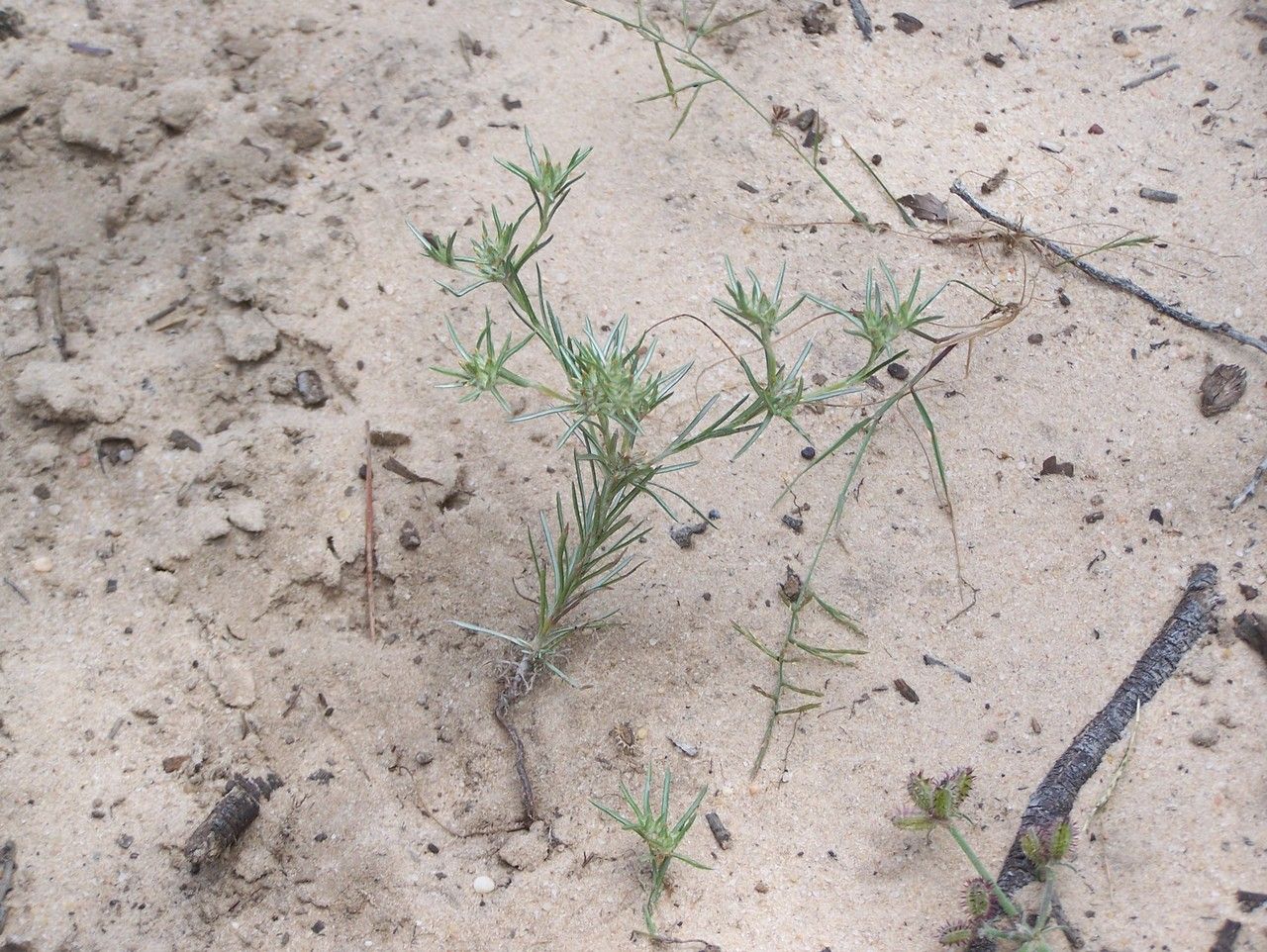 Filago gallica habit