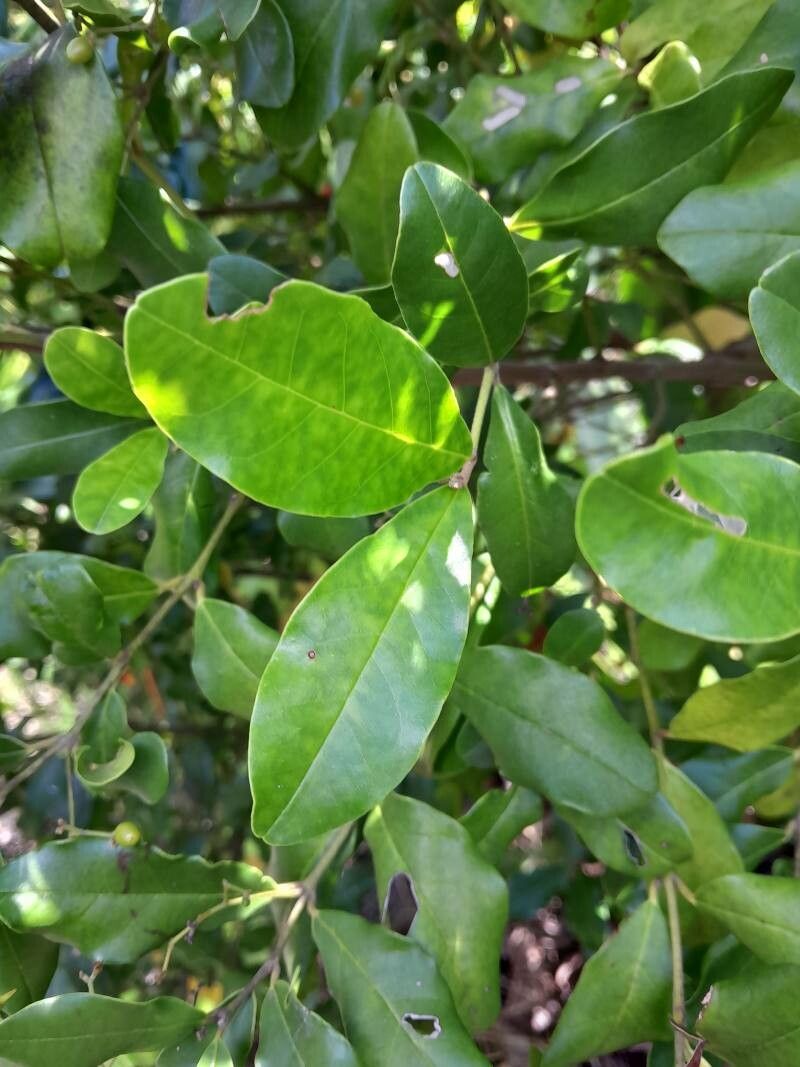 Cassinopsis madagascariensis — related species from the same genus
