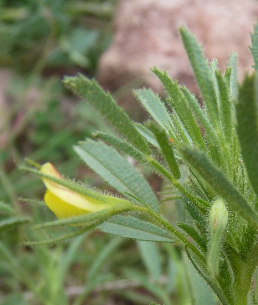 Ononis breviflora — houseplant care guide