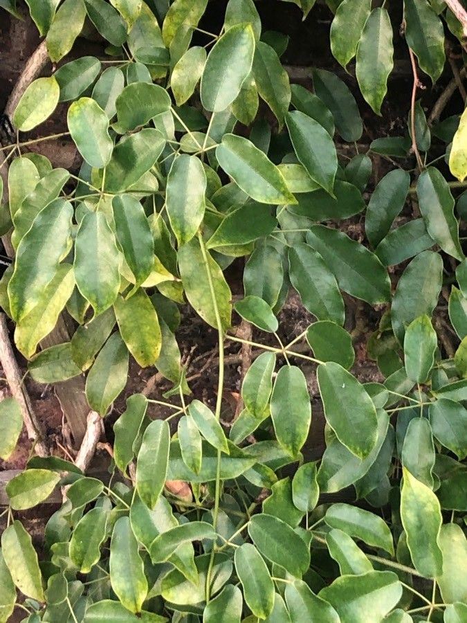 Stauntonia obovatifoliola — related species from the same genus