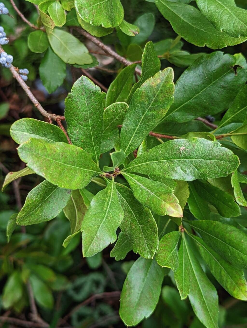 Myrica caroliniensis leaf