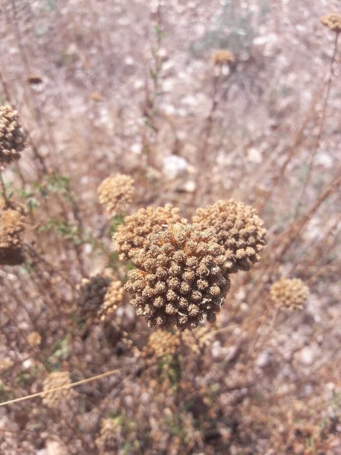 Achillea ageratum fruit