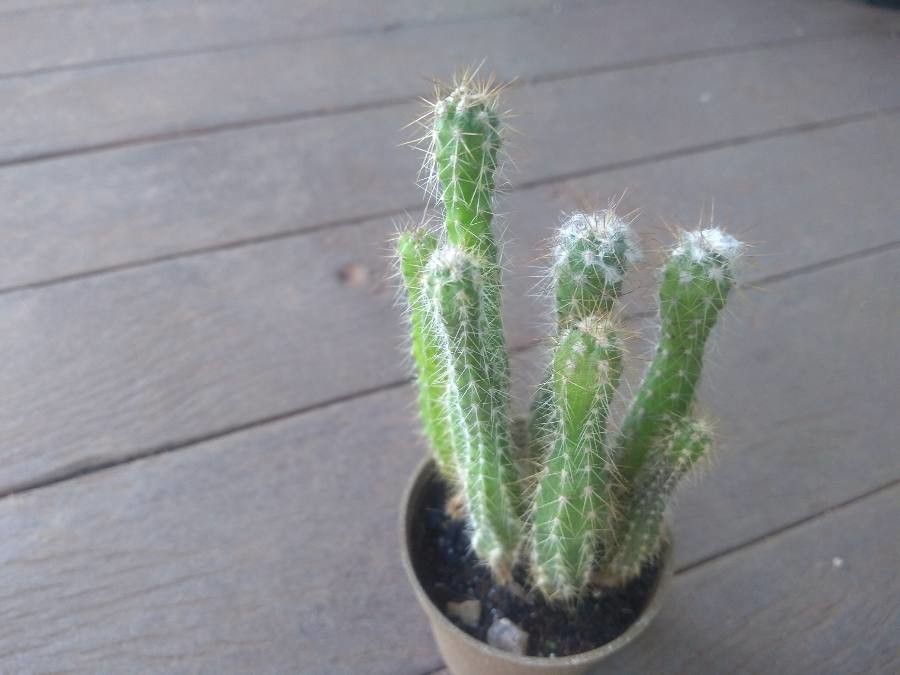 Echinocereus parkeri — search result for 'Echinocereus'