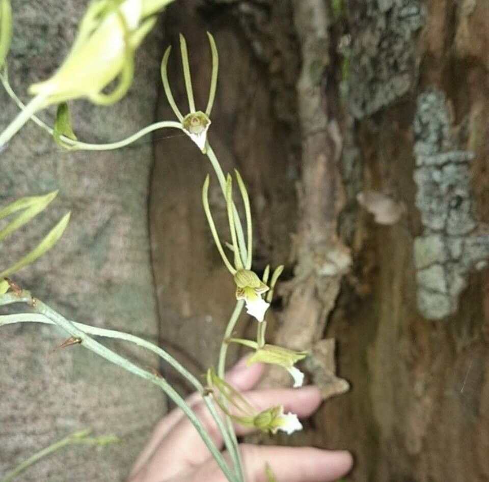 Eulophia longisepala — houseplant care guide