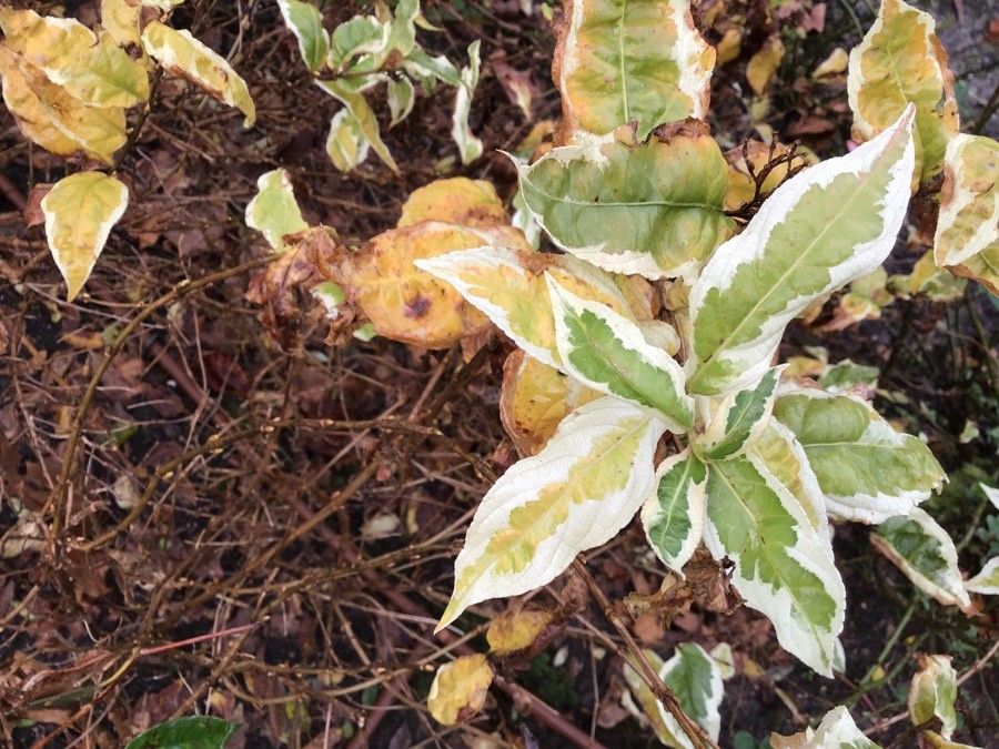 Diervilla sessilifolia — search result for 'Caprifoliaceae'