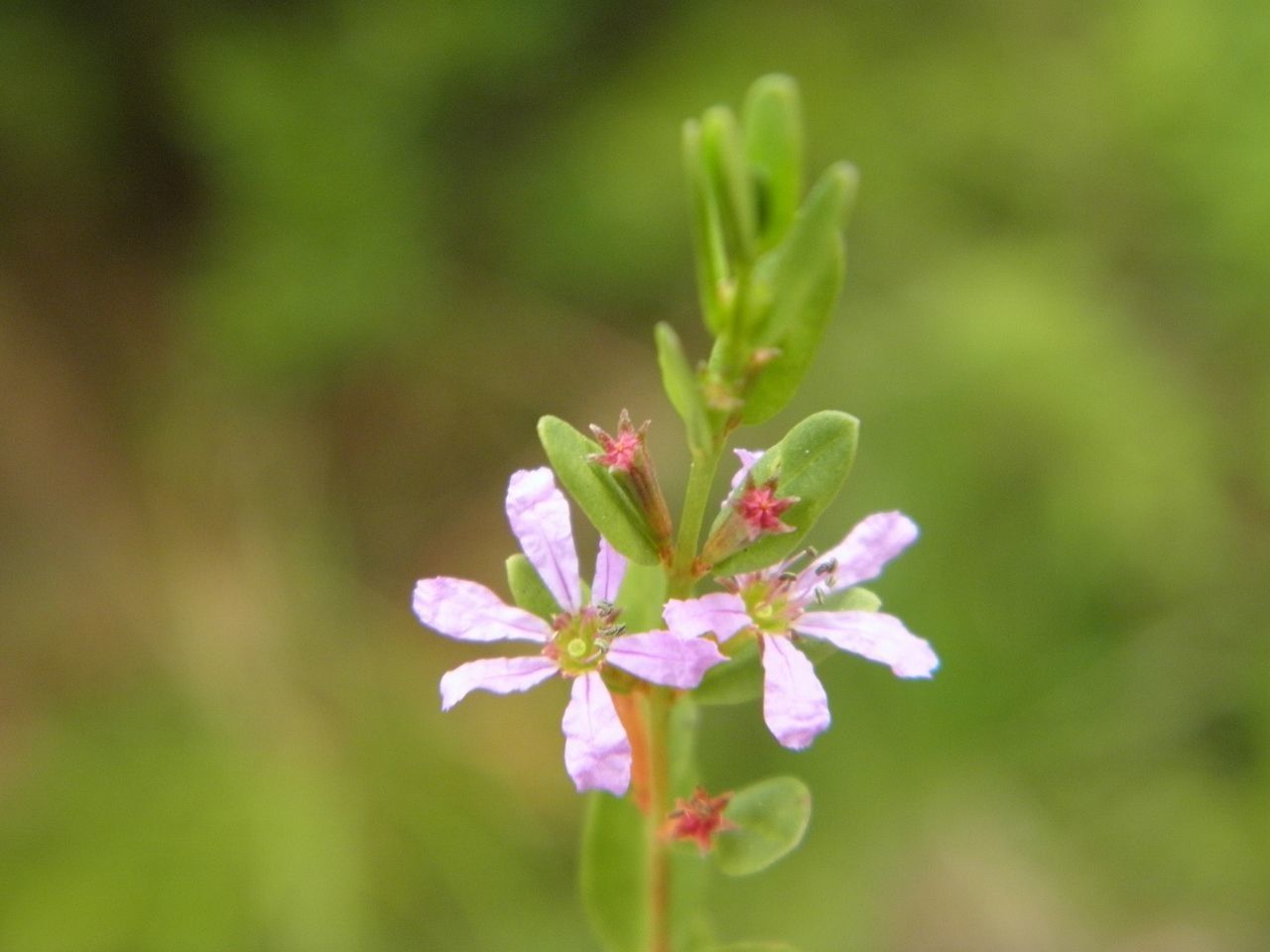 Lythrum flagellare flower