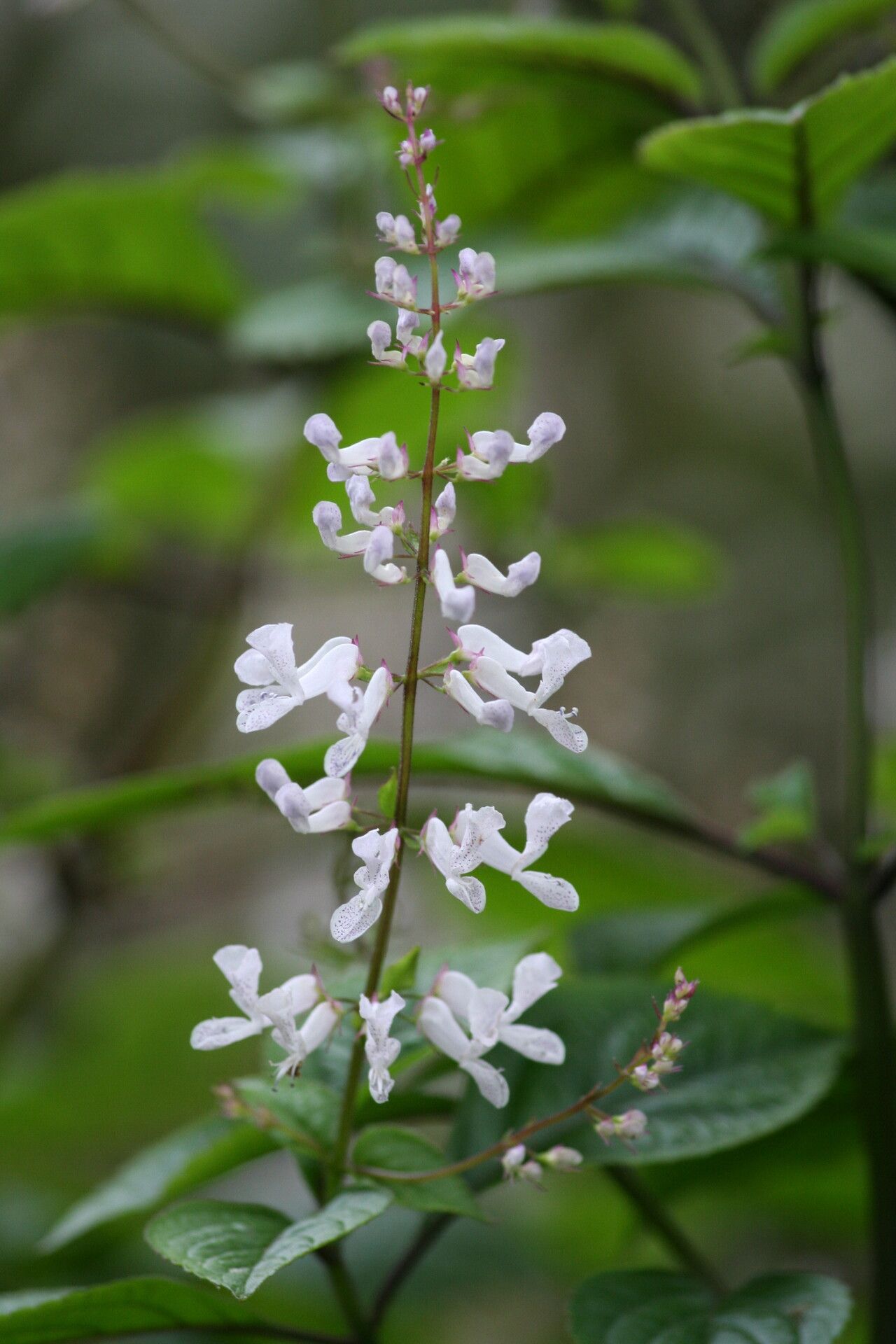 Plectranthus ciliatus flower