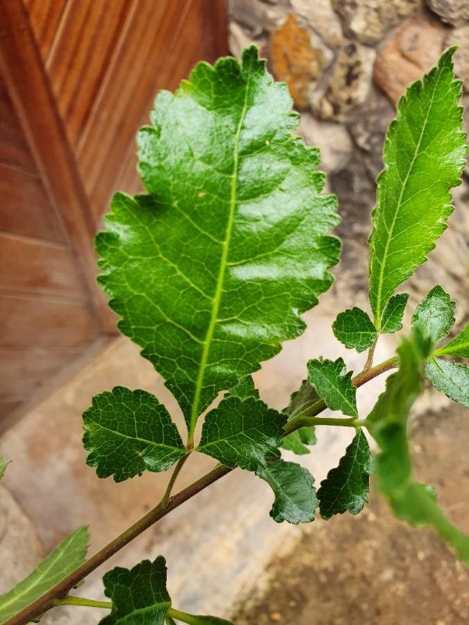 Commiphora africana — search result for 'Somalia'