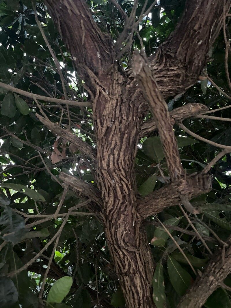 Pouteria glomerata bark