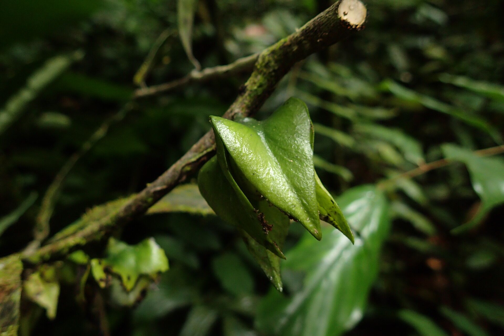 Diospyros bipindensis fruit