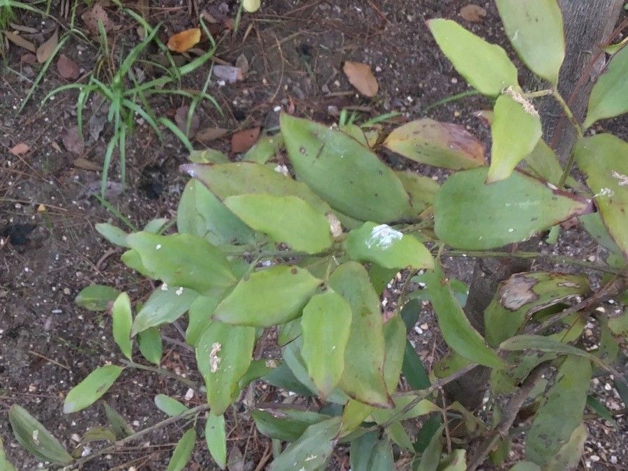 Agathis robusta — search result for 'Araucariaceae'