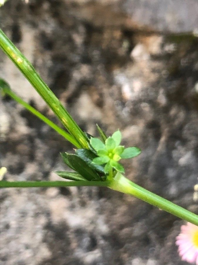 Galium pumilum leaf