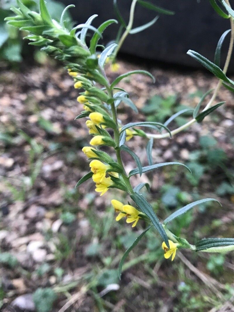 Odontites jaubertianus flower