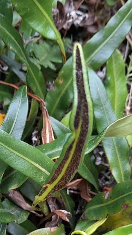 Elaphoglossum gayanum fruit