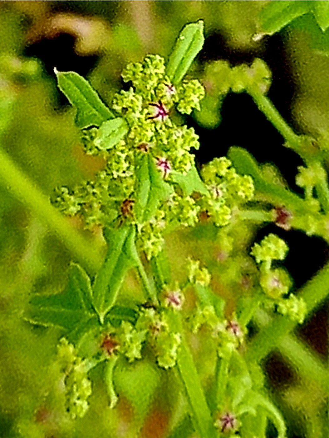 Dysphania incisa — search result for 'Dysphania'