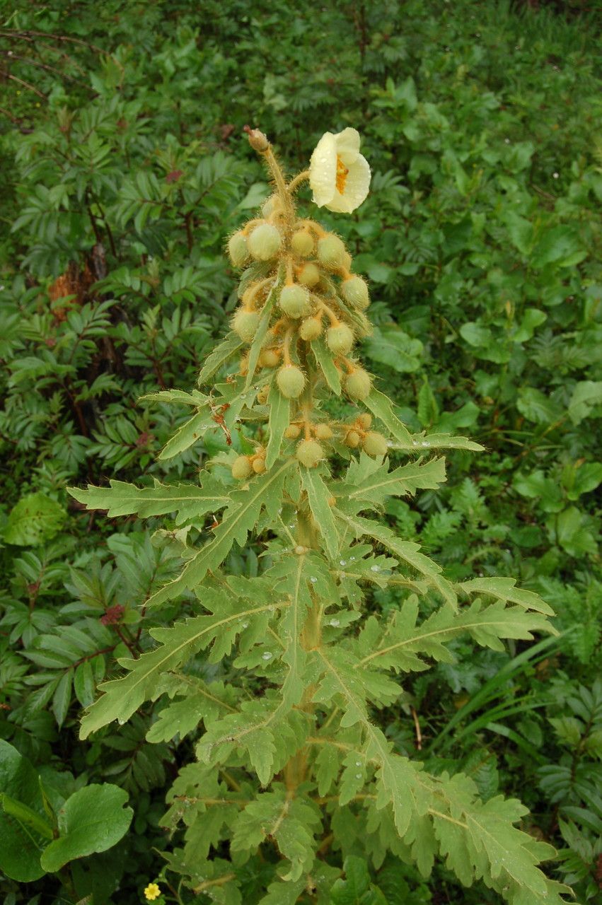 Papaver paniculatum habit