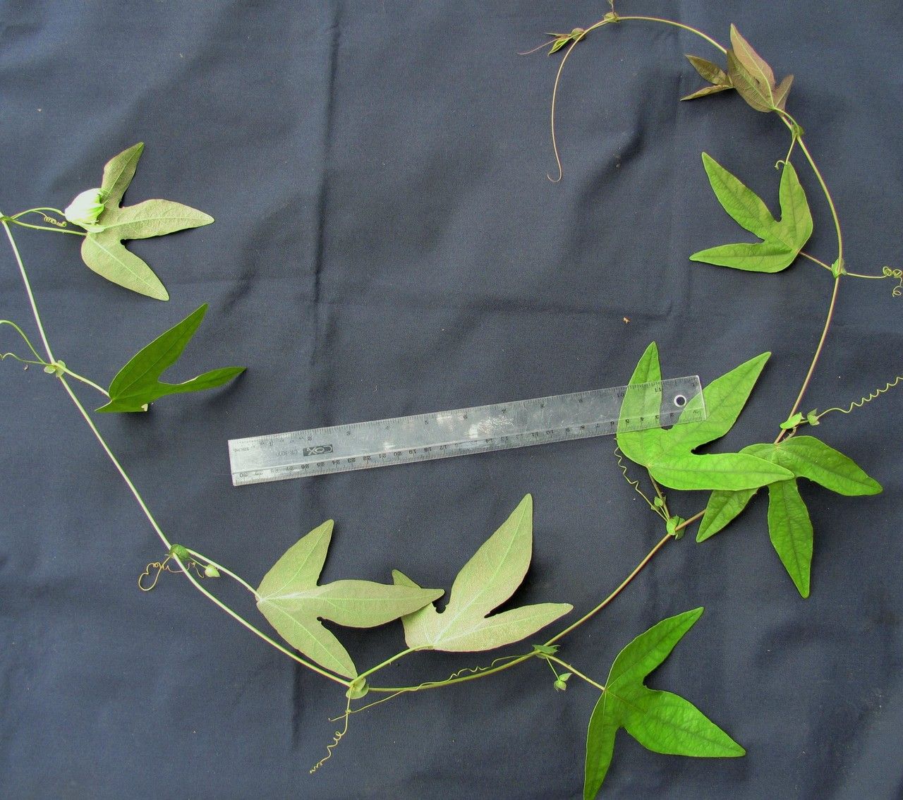 Passiflora dispar other