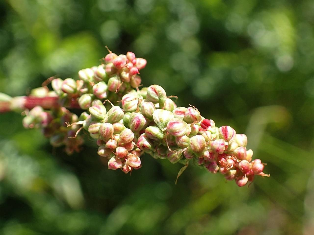Filipendula vulgaris fruit