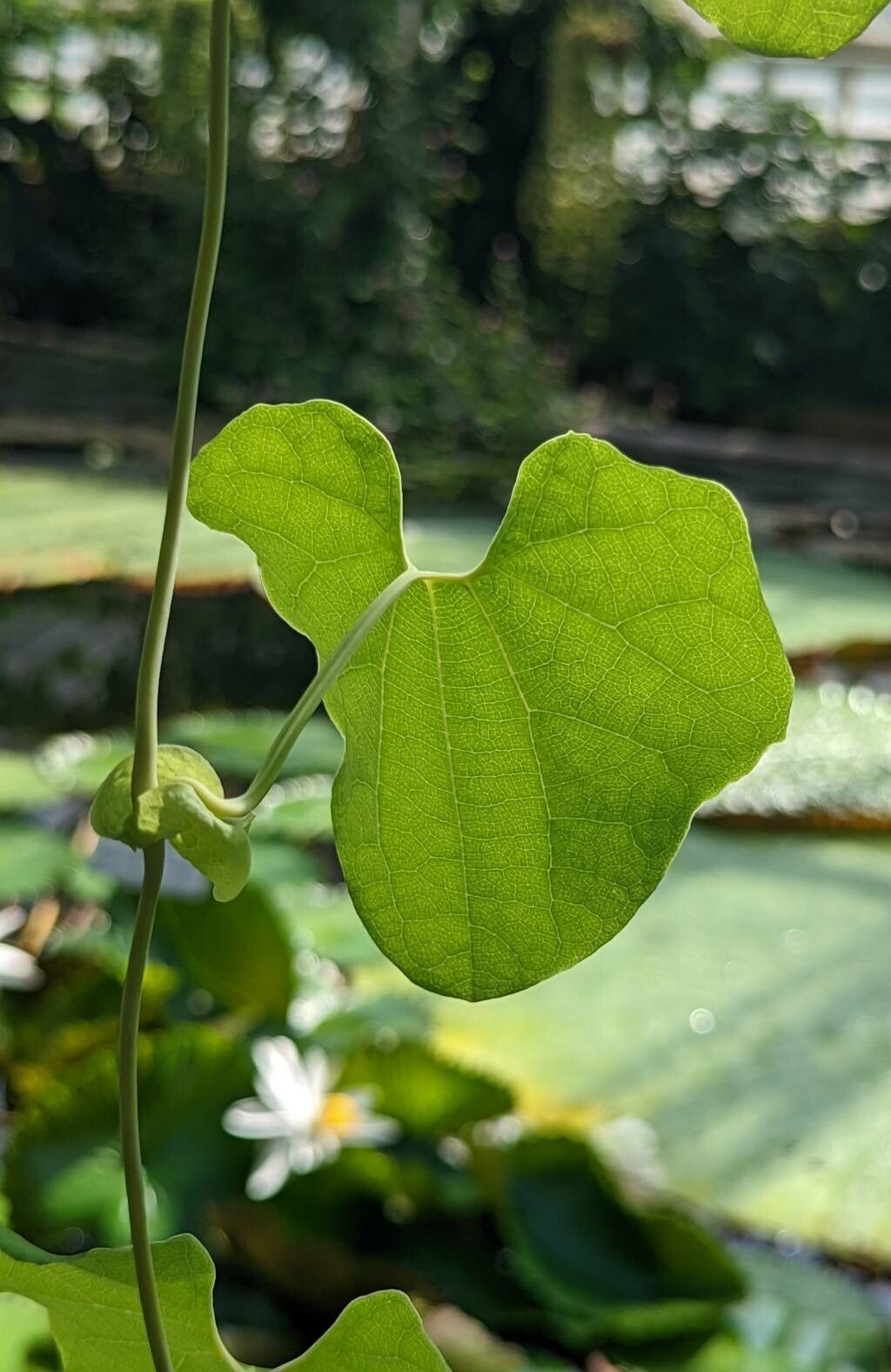 Aristolochia cymbifera leaf