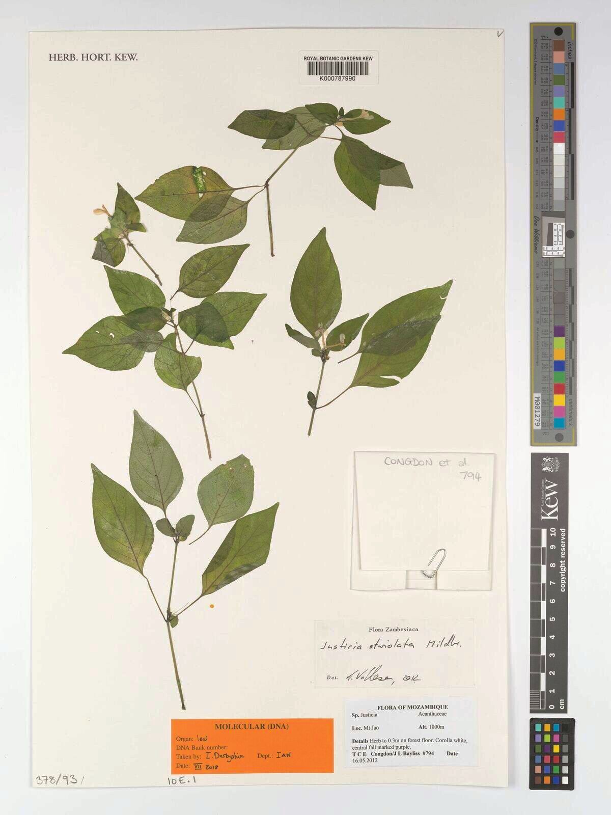 Justicia striolata — houseplant care guide