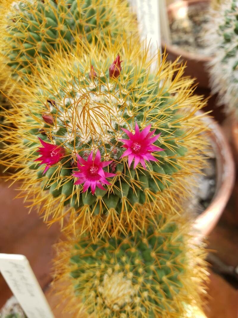 Mammillaria rhodantha flower