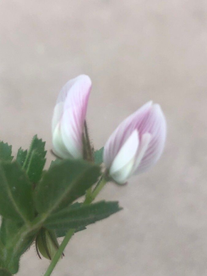 Ononis biflora flower