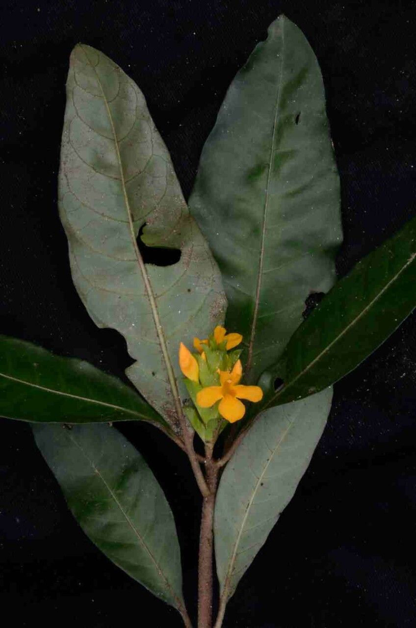 Aphelandra ornata flower