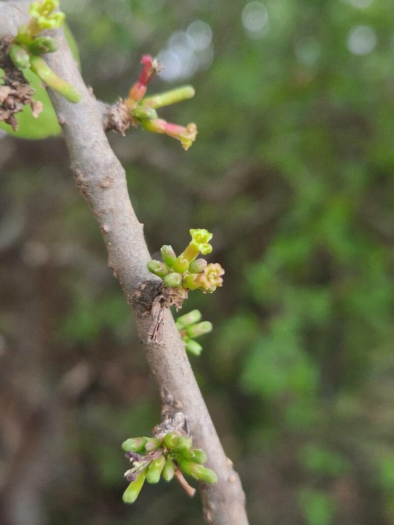 Commiphora madagascariensis flower